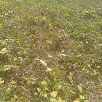 Yörmece İri Kuru Fasulye