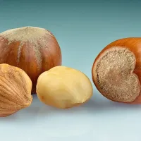 Peripella Kakaolu Fındık Kreması