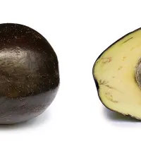Avokado